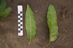 Elattostachys apetala