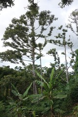 Alphitonia zizyphoides