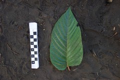 Alphitonia zizyphoides