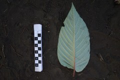 Alphitonia zizyphoides