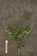 Stachytarpheta urticifolia