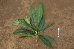 Meryta neoebudica