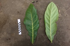 Meryta neoebudica
