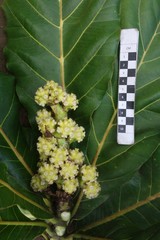 Meryta neoebudica