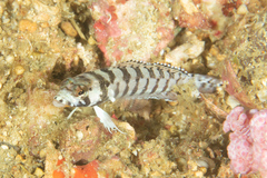 Parapercis tetracantha