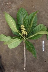 Meryta neoebudica