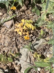 Calceolaria corymbosa