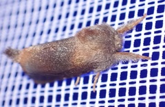 Pygaerinae
