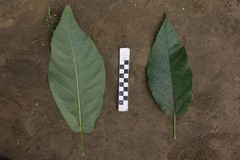 Sterculia banksiana