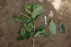 Sterculia banksiana