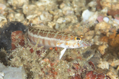 Parapercis xanthozona