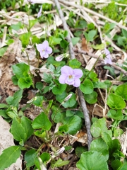 Viola grypoceras