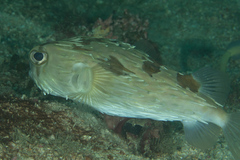 Diodon liturosus