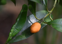 Calophyllum membranaceum