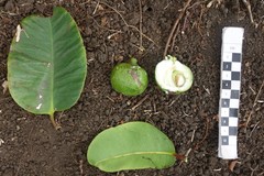 Garcinia pseudoguttifera