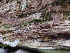 Steccherinum collabens