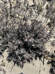 Dudleya attenuata attenuata