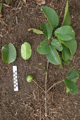 Garcinia pseudoguttifera