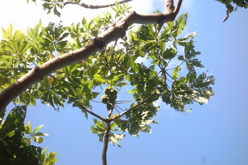 Sterculia vitiensis observed 2015-10-01