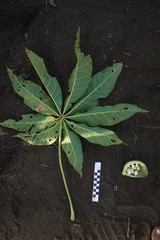 Sterculia vitiensis