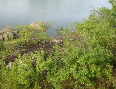 Prunus spinosa dasyphylla