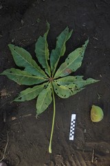 Sterculia vitiensis