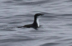 Synthliboramphus scrippsi