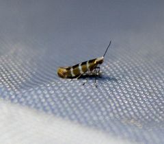 Argyresthia trifasciata