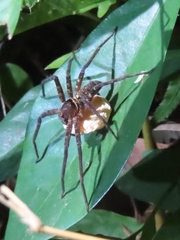 Heteropoda amphora