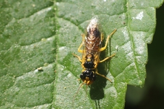 Pamphilius ignymontiensis