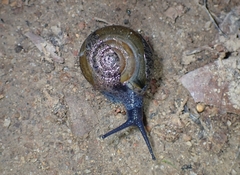 Macrochlamys superlita