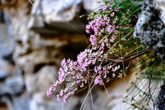 Oresitrophe rupifraga