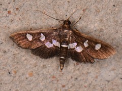 Desmia subdivisalis