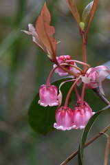 Enkianthus