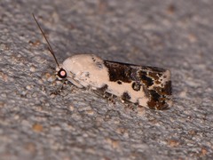 Ponometia phecolisca