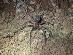 Heteropoda amphora