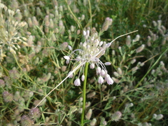 Allium podolicum