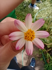 Cosmos caudatus