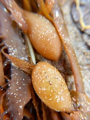Phyllospora comosa