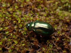 Plagiosterna formosana