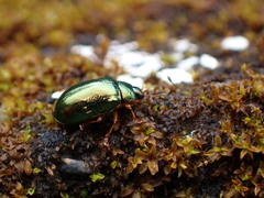 Plagiosterna formosana