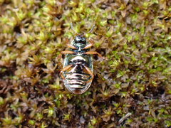 Plagiosterna formosana