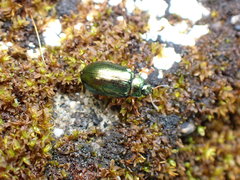 Plagiosterna formosana