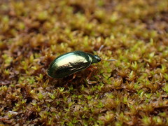 Plagiosterna formosana