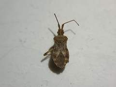 Centrocoris volxemi