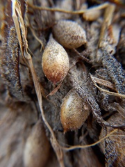 Phyllospora comosa