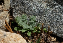 Oreonana clementis