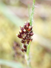 Luzula taiwaniana