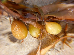 Phyllospora comosa