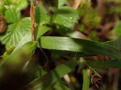 Luzula taiwaniana